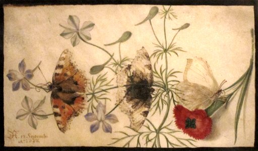 Studies of Flowers and Butterflies, watercolor painting on parchment by Joris Hoefnagel, Flanders, 1590, HAA
