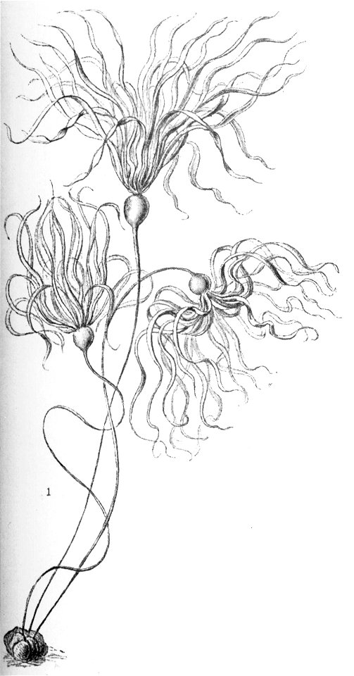 Haeckel Nereocystis luetkeana