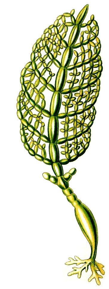 Haeckel Struvea plumosa
