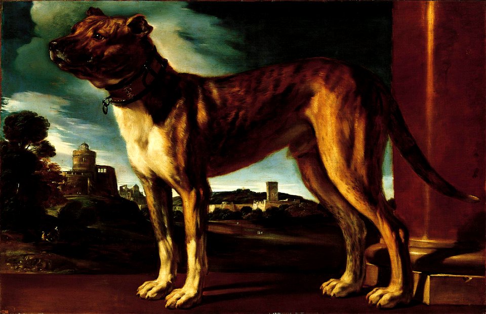 'Aldrovani Dog' by Guercino, Norton Simon Museum