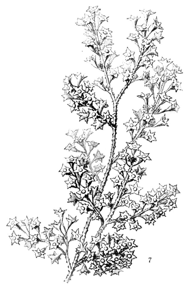 Haeckel Turbinaria gracilis