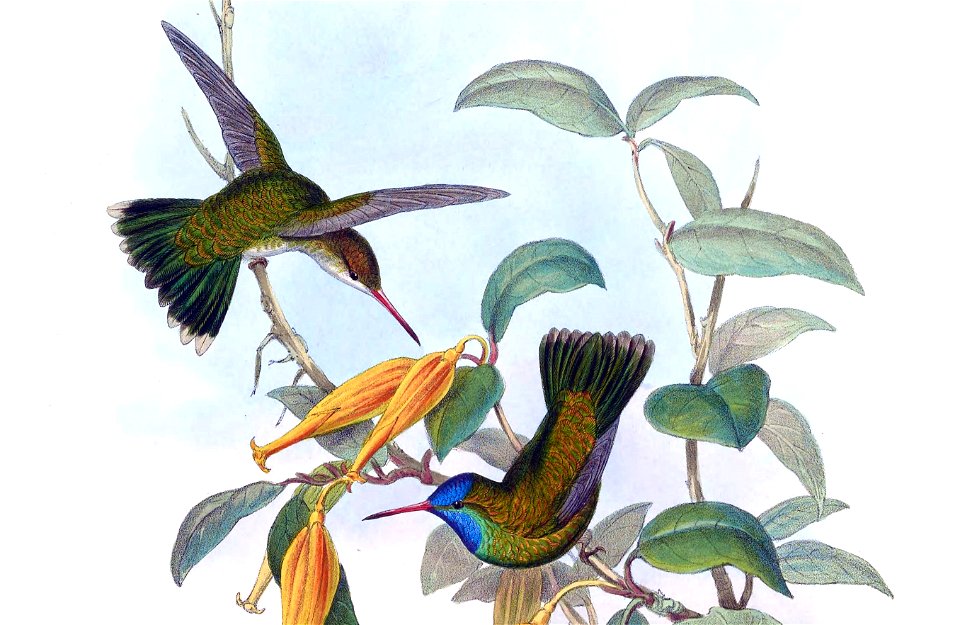Hylocharis humboldtii Gould (cropped)