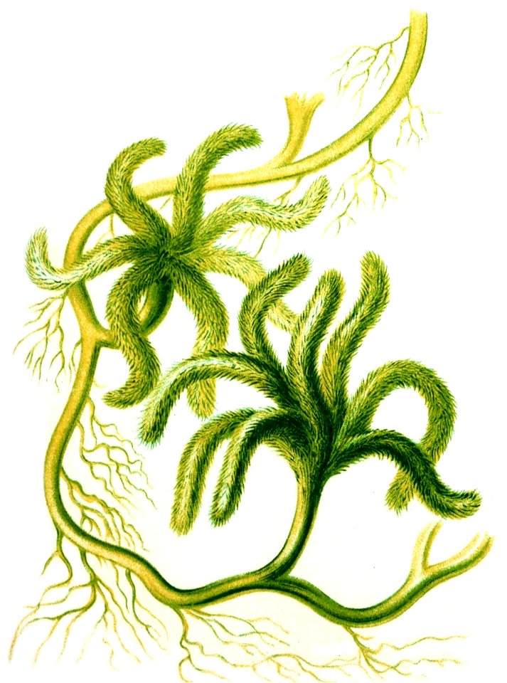 Haeckel Caulerpa paspaloides
