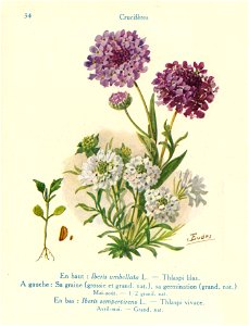 Iberis lilas-J.Eudes-34
