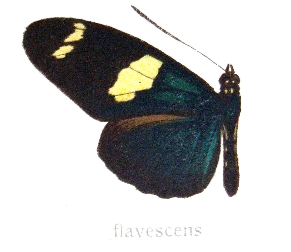 Heliconiuswallaceiflavescens