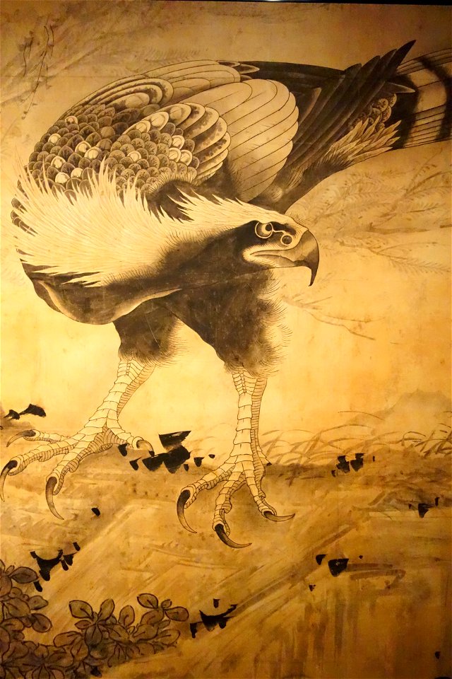 Hawk by Soga Shohaku - Museum of Fine Arts, Boston - DSC02748