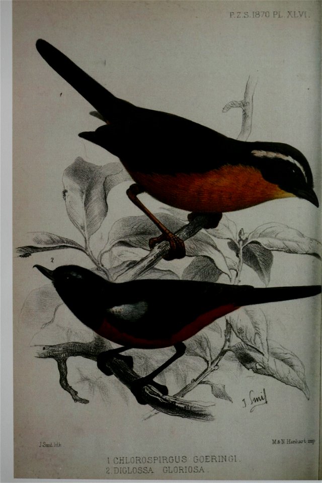 Hemispingus goeringi und Diglossa gloriosa
