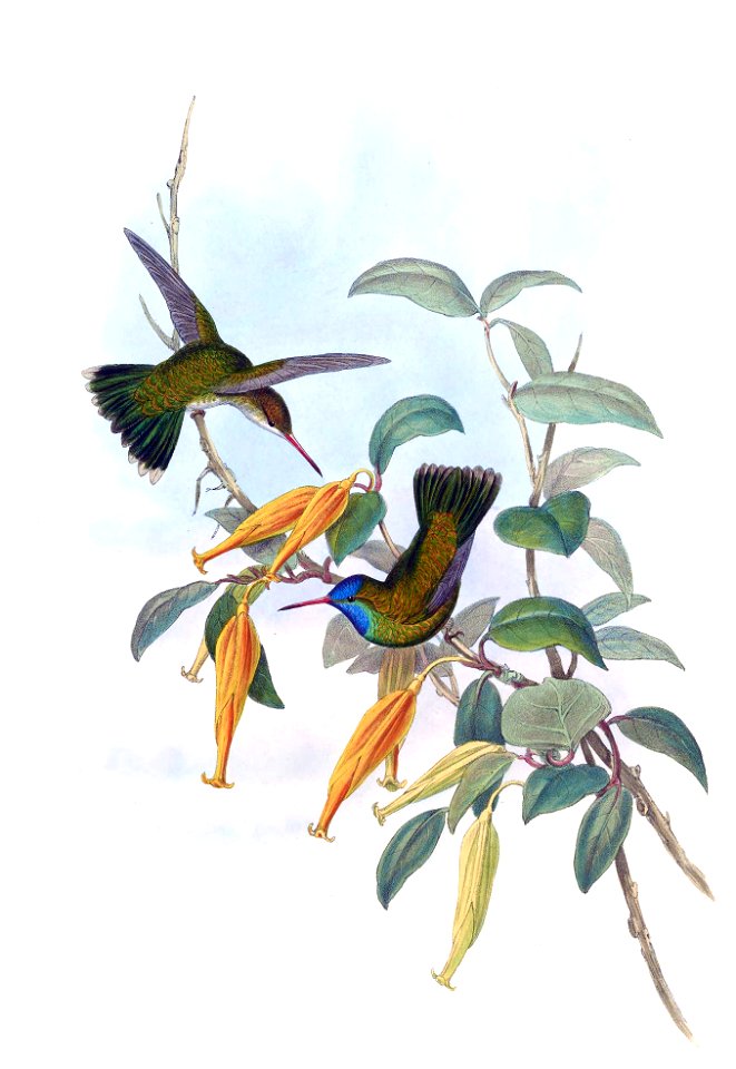 Hylocharis humboldtii Gould