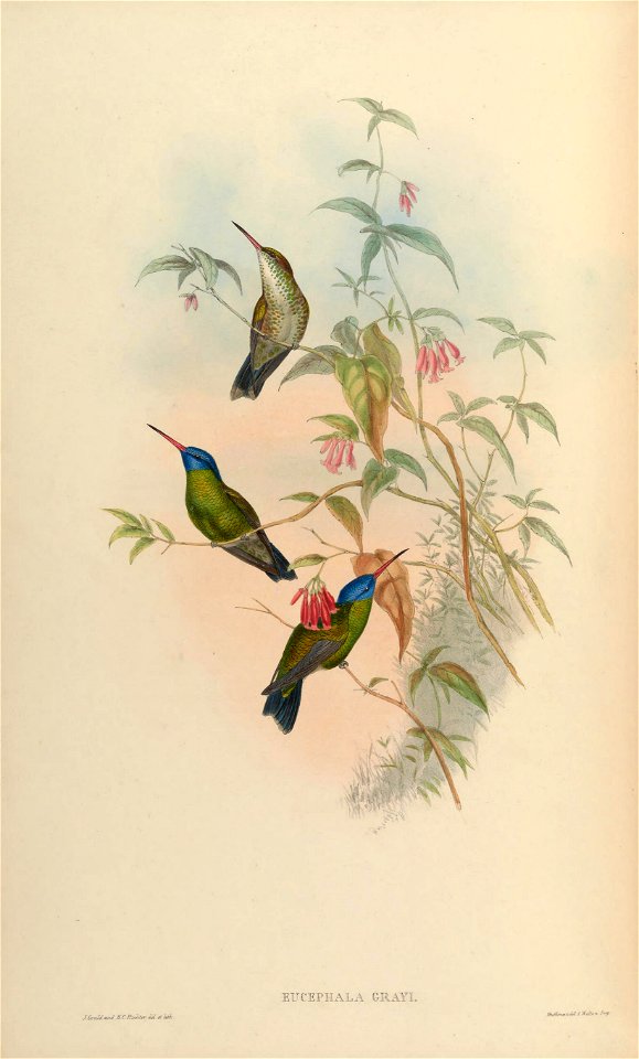 Hylocharis grayi Gould