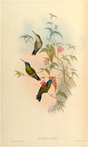 Hylocharis grayi Gould