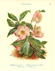Héllébore-J.Eudes-21