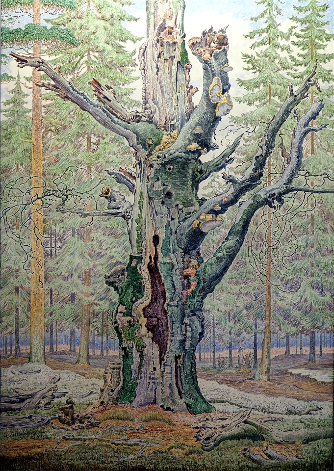 König A.-Sterbende Buche
