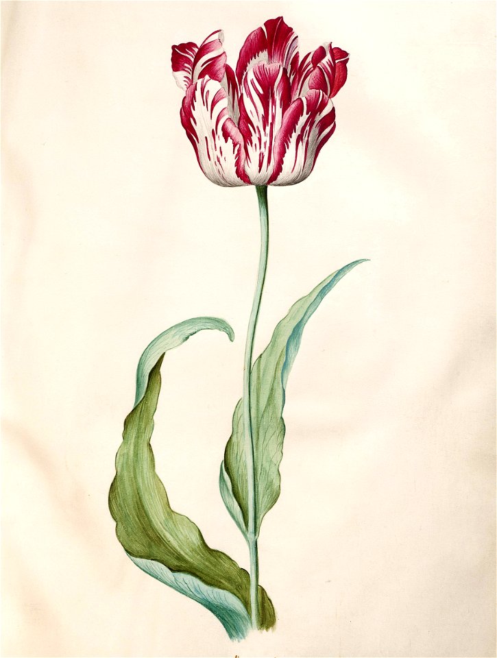 Judith Jansdr Leyster - Tulpenboek - 1643