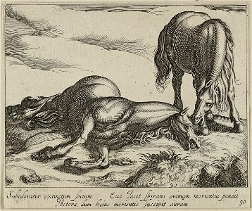 Landschap met dood paard. NL-HlmNHA 1477 53011522