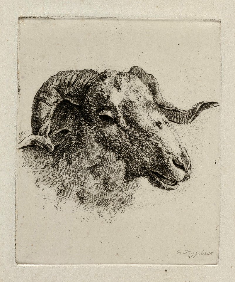 Kop van een ram. NL-HlmNHA 1477 53012081