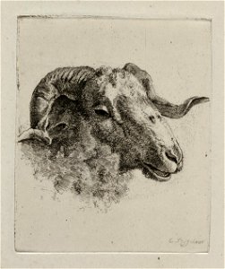 Kop van een ram. NL-HlmNHA 1477 53012081