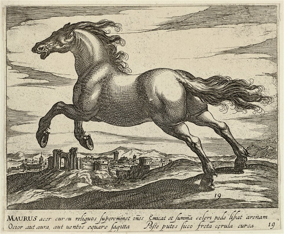 Landschap met paard uit Mauretanië. NL-HlmNHA 1477 53011511
