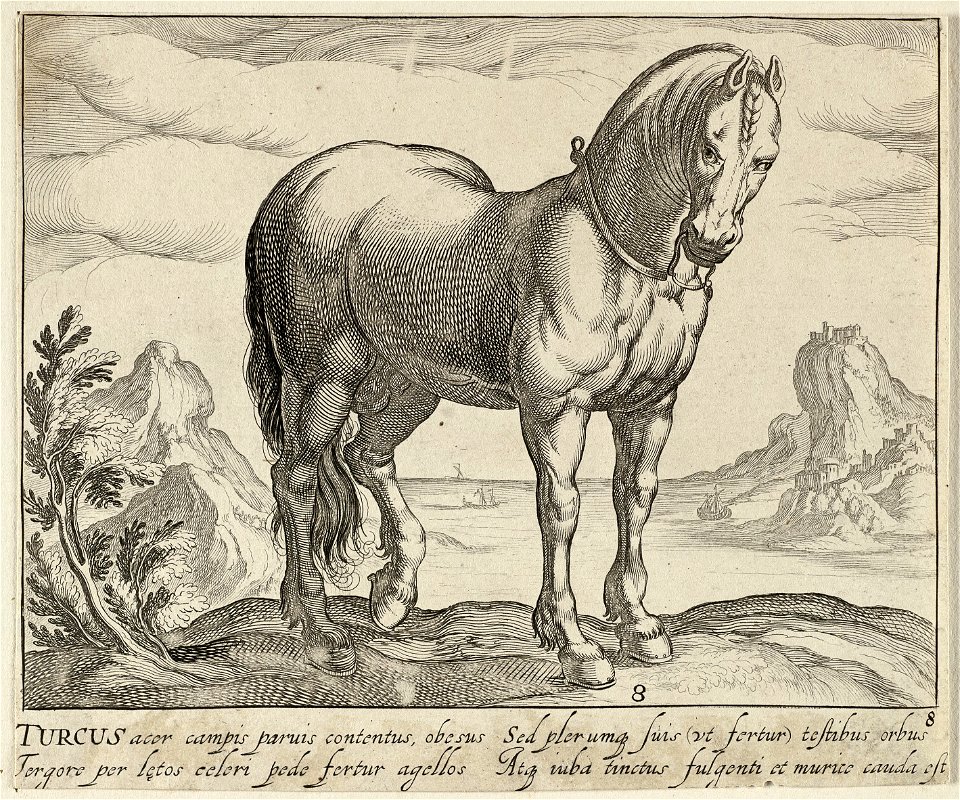 Landschap met paard uit Turkije. NL-HlmNHA 1477 53011501