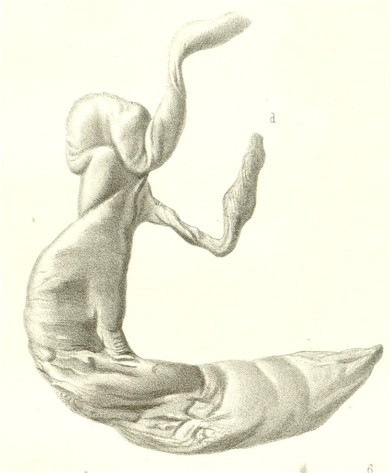 Lophiomys-pl8fig8