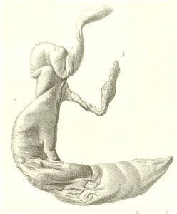 Lophiomys-pl8fig8