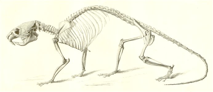 Lophiomys-pl7fig1