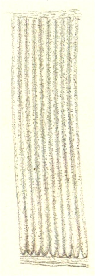 Lophiomys-pl8fig7