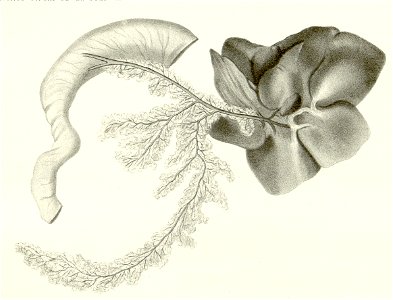 Lophiomys-pl9fig1