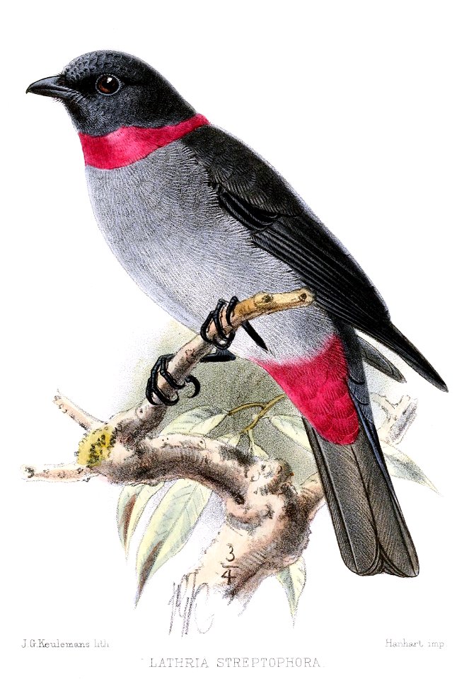 Lathriastreptophora