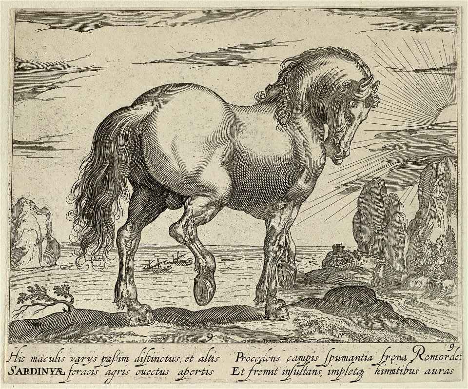 Landschap met paard uit Sardinië. NL-HlmNHA 1477 53011502
