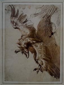 Louvre-Lens - L'Europe de Rubens - 122 - Un aigle