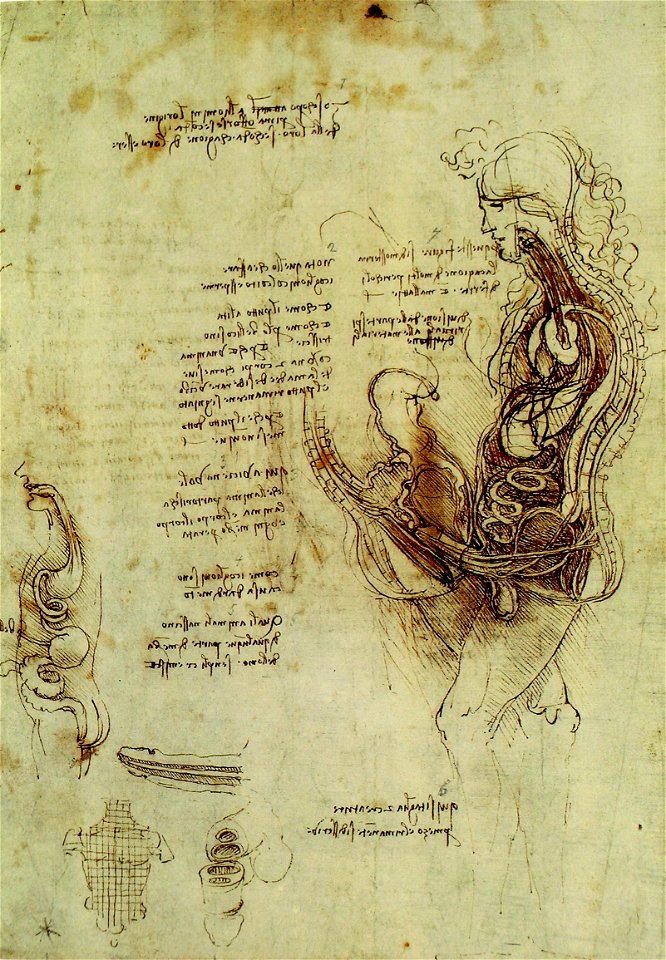 Leonardo, Männergenitalien