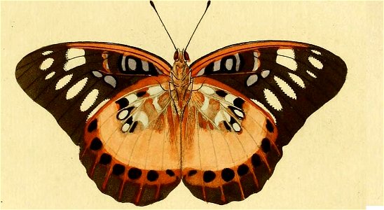 Lexias aeropa ill1