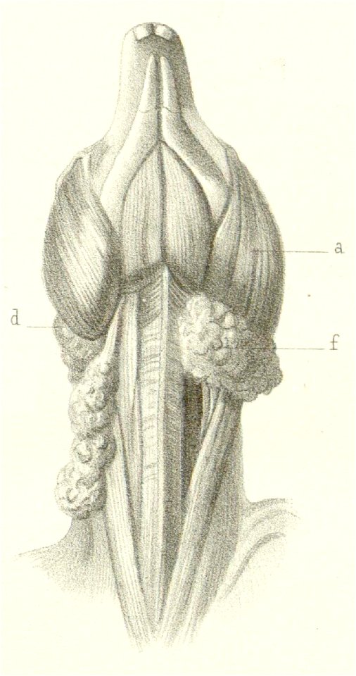 Lophiomys-pl8fig3