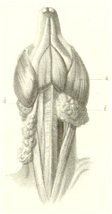 Lophiomys-pl8fig3