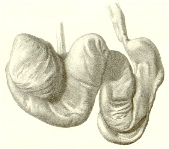 Lophiomys-pl8fig6