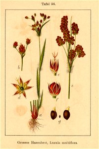 Luzula multiflora Sturm-01024