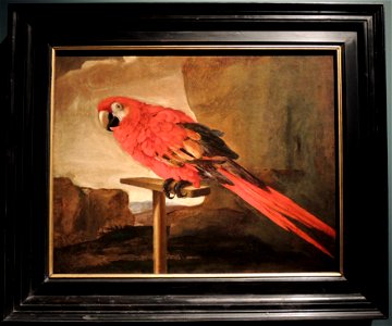 MBAR Ara rouge sur son perchoir