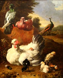 Melchior d'Hondecoeter-poule blanche. Free illustration for personal and commercial use.