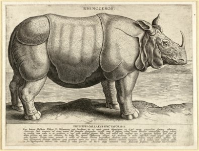 Neushoorn. NL-HlmNHA 1477 53008448