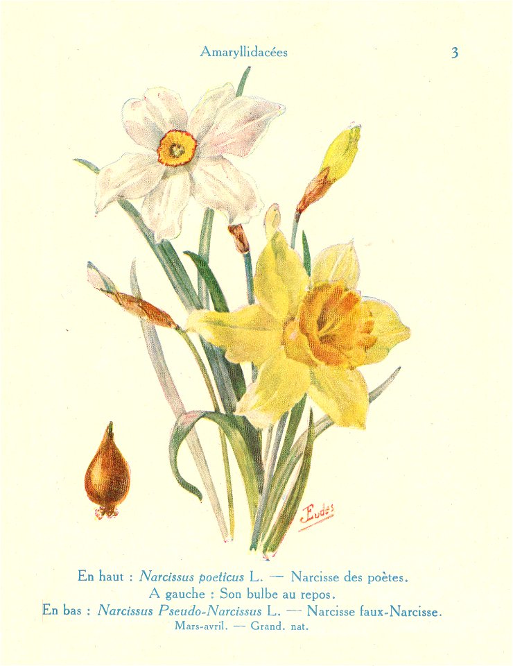 Narcisses-J.Eudes-03