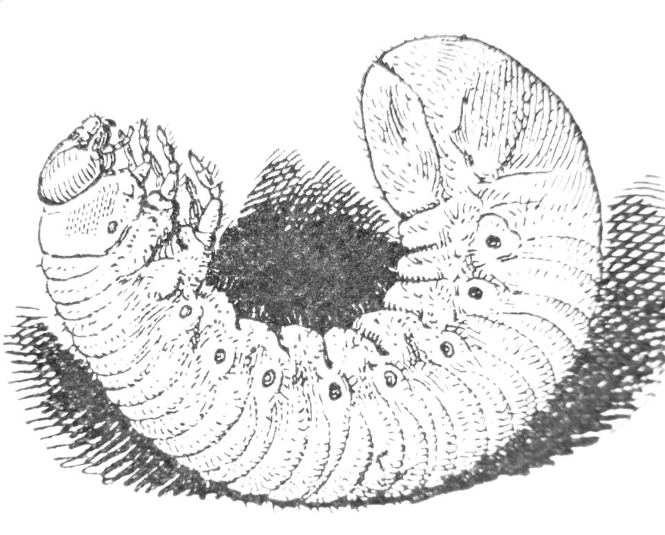 Osmoderma eremita larva