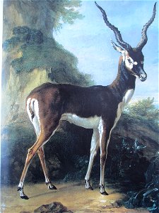 Oudry Antilope