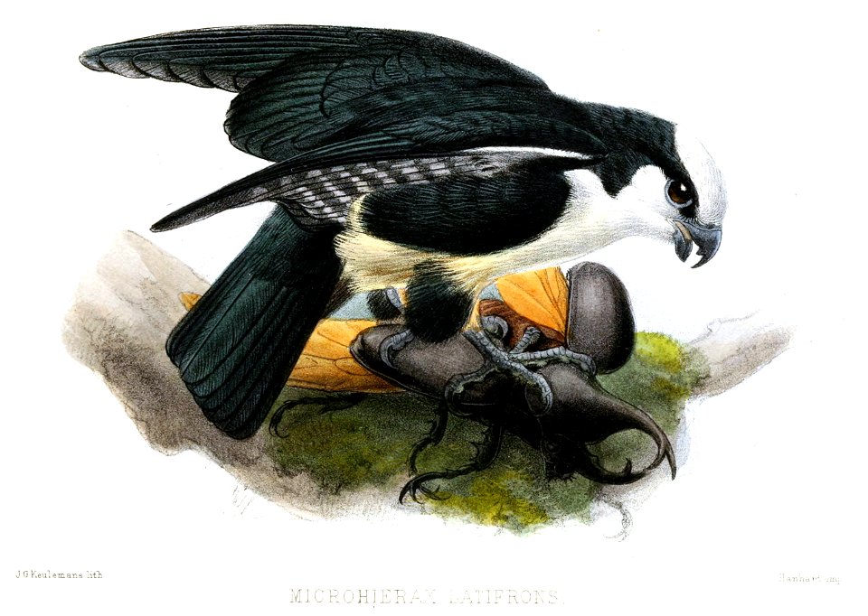 Microhieraxlatifrons