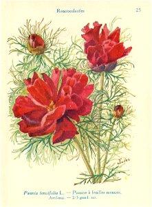Pivoine tenuifolia-J.Eudes-25