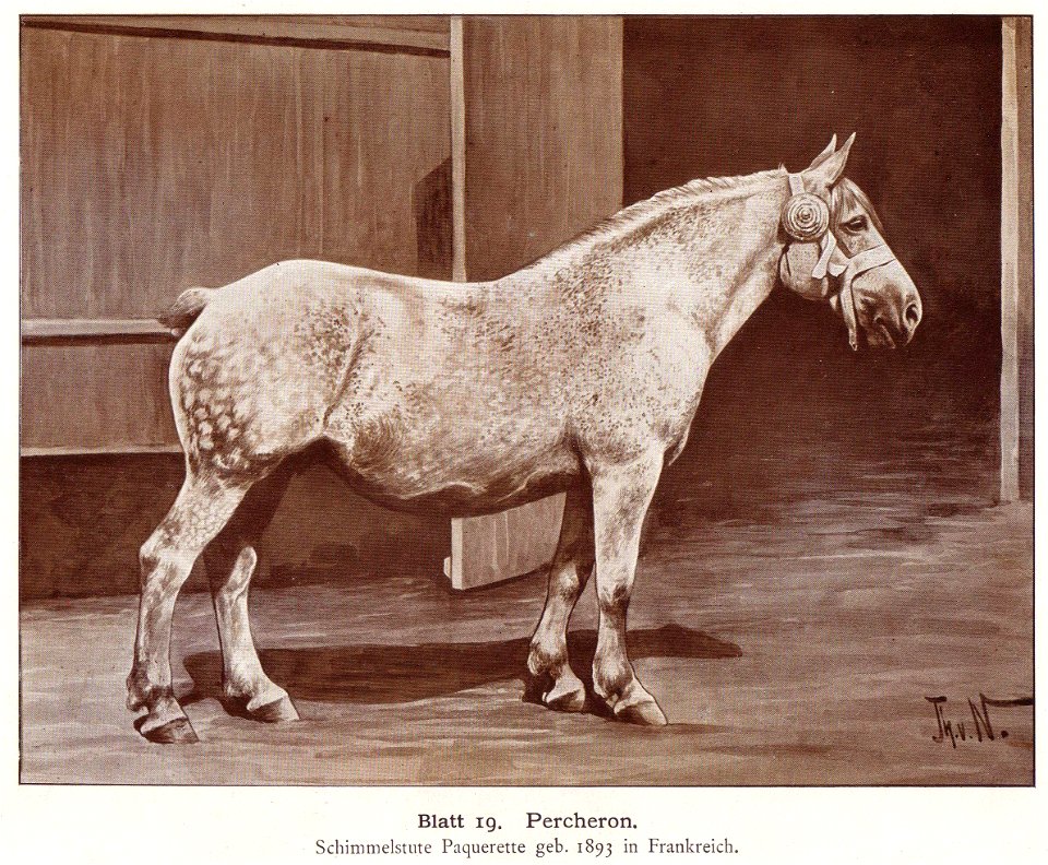 Percheron, draw2