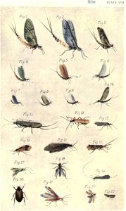 PlateVIII-Francis-Natural Trout Flies