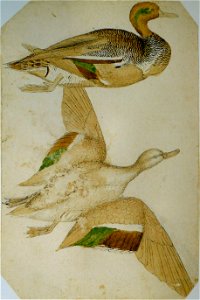 Pisanello - Codex Vallardi 2463
