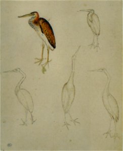 Pisanello - Codex Vallardi 2471 r