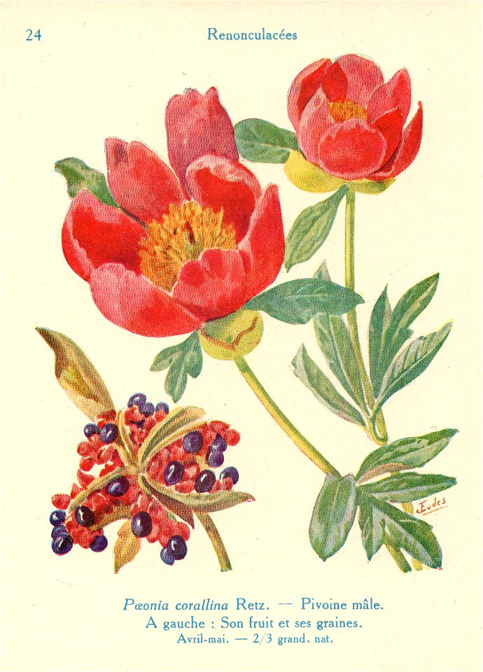 Pivoine mâle-J.Eudes-24