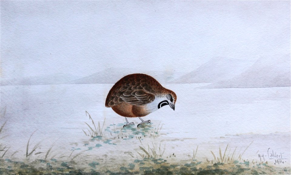 QUAIL (1914)